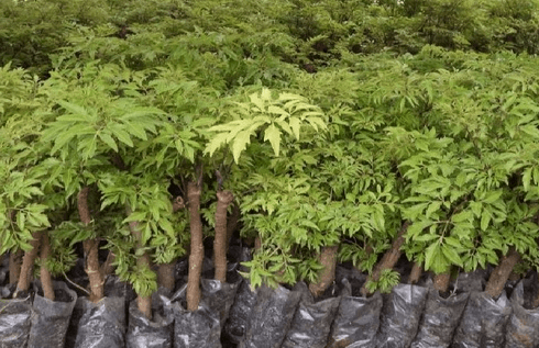 Kỹ thuật trồng cây đinh lăng cho chất lượng tốt