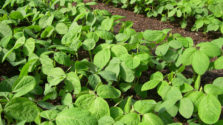 Kỹ thuật trồng đậu tương cho năng suất cao