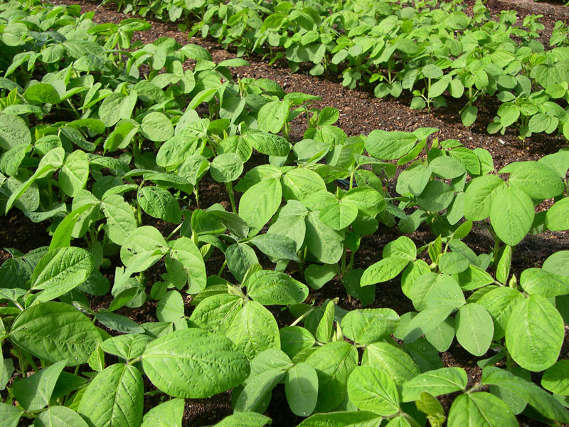 Kỹ thuật trồng đậu tương cho năng suất cao