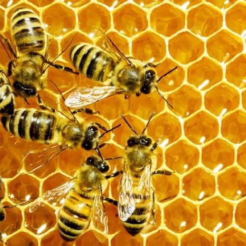 Mật ong chứa 38,2%  Fructose, 31% Glucose, hơn 300 vi chất dinh dưỡng