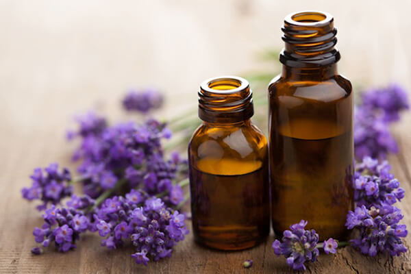 Lavender giúp chống muỗi hiệu quả