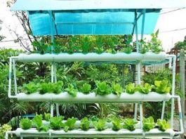 Mô hình trồng rau sạch bằng hệ thống vườn treo