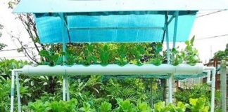 Mô hình trồng rau sạch bằng hệ thống vườn treo