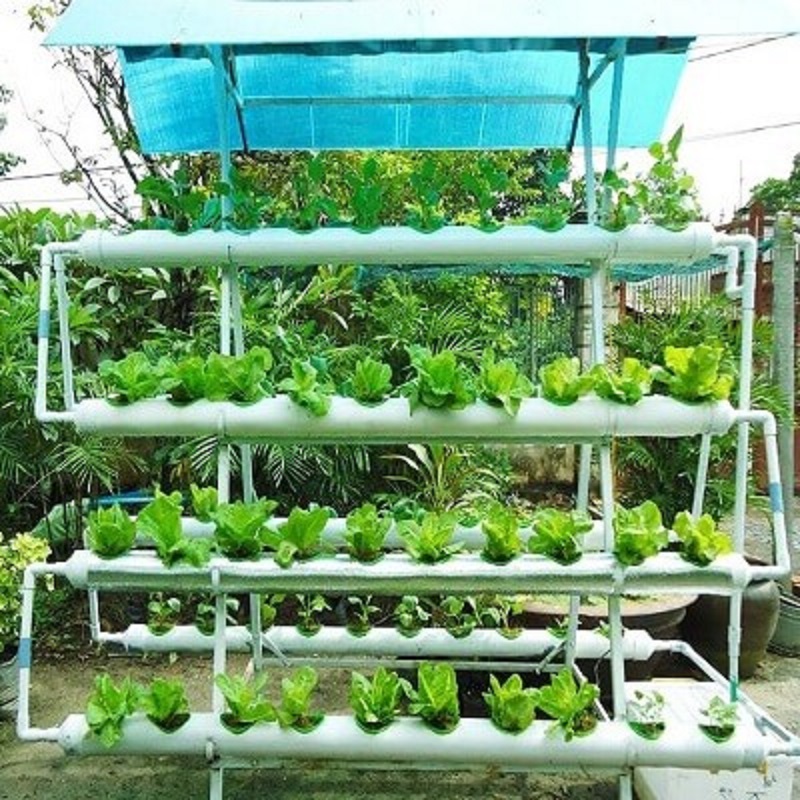 Độc đáo mô hình trồng rau sạch bằng hệ thống vườn treo