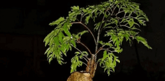 Đinh lăng – Vị thuốc quý cho mọi nhà
