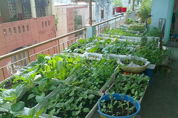 “Vườn treo” trên sân thượng mang lại nguồn rau sạch dinh dưỡng cho cả gia đình