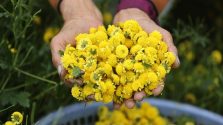 Trà hoa cúc – bất ngờ với những công dụng tuyệt vời cho sức khỏe