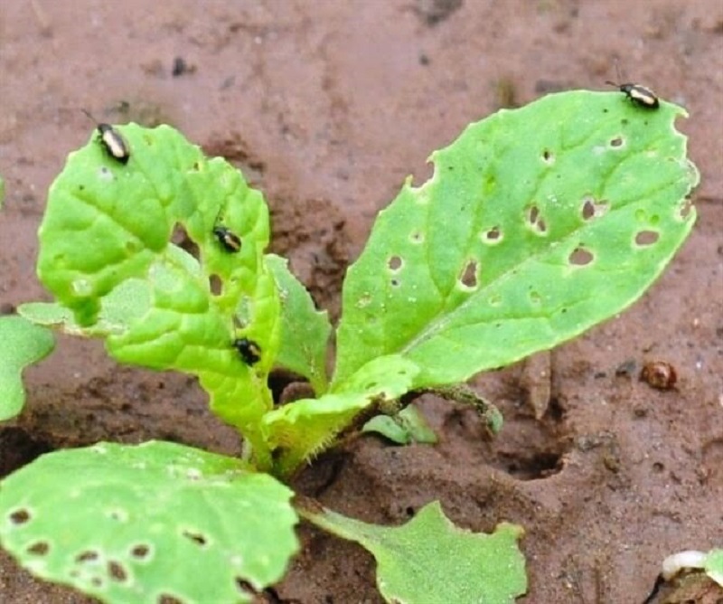 Những loại sâu bệnh thường gặp ở rau xanh