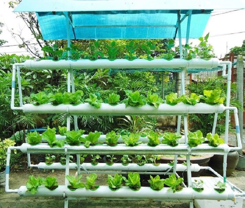Những thuận lợi và khó khăn khi trồng rau trong chậu tại nhà