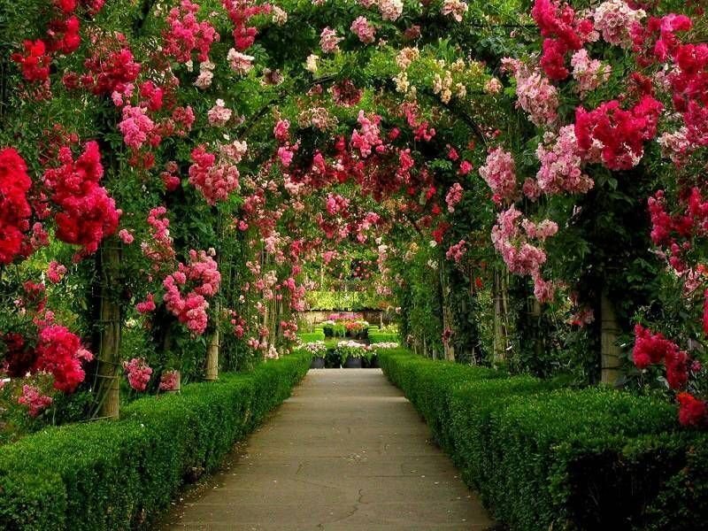 Trồng hoa hồng leo tại nhà cho sân vườn ngát hương