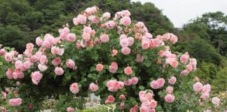 trang trại hoa hồng – khu vườn tình yêu 