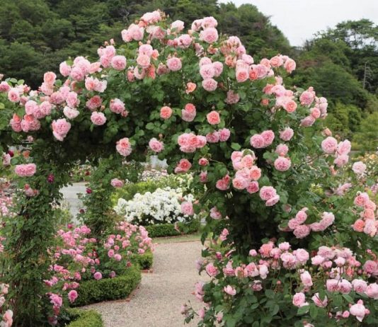 trang trại hoa hồng – khu vườn tình yêu 