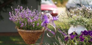 Cách trồng hoa oải hương ngát hương