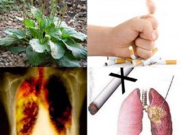 Mã đề - mẹo cai thuốc lá bằng trà mã đềMã đề - mẹo cai thuốc lá bằng trà mã đề