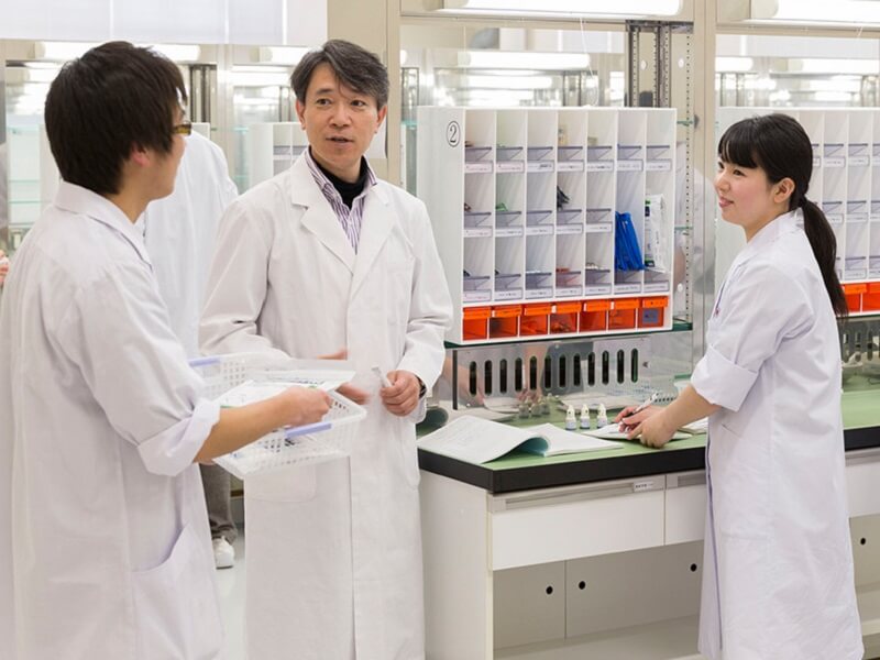 Nghiên cứu của Nhật Bản về cây tía tô đẩy lùi bệnh gút - giảm acid uric huyết hiệu quả