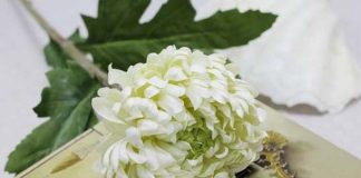 Hoa cúc trắng - ý nghĩa ẩn sâu trong môi đóa cúc hoa