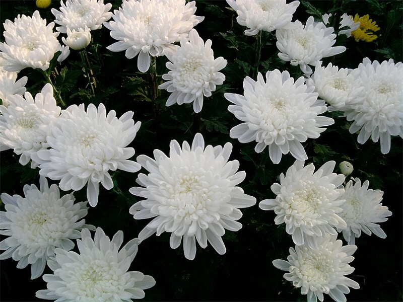 Hoa cúc trắng - nguồn gốc của hoa cúc trắng